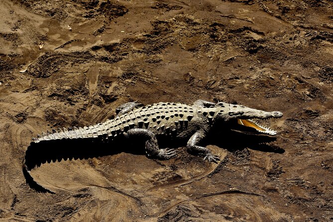 Jungle Crocodile & Carara National Park-Punta Arenas Highlights - Birdwatching Opportunities in Costa Rica