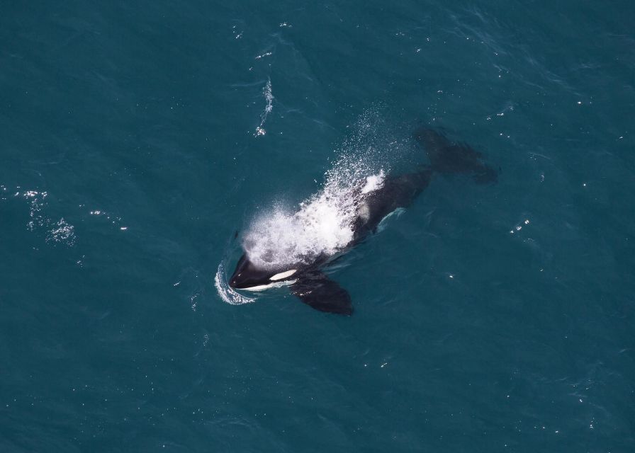 Kaikoura: 1-Hour Whale Watching Helicopter Tour - Preparation Essentials & Flight Conditions