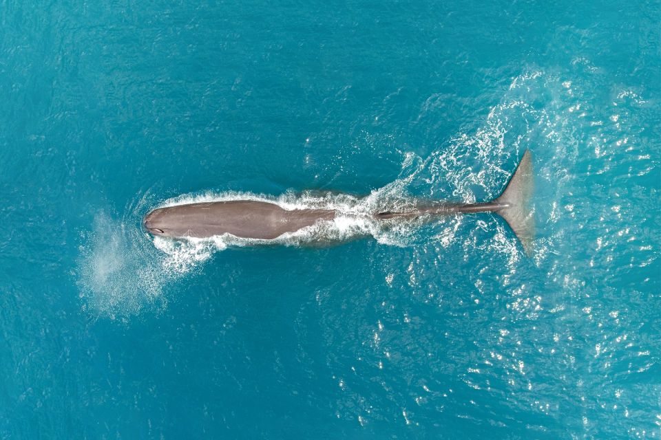 Kaikoura: 40-Minute Whale Watching Flight With Commentary - Customer Reviews