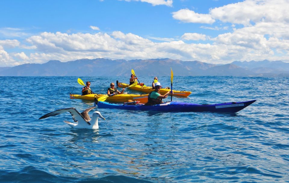 Kaikoura: Half-Day Wildlife Kayaking Tour - Key Highlights of the Experience