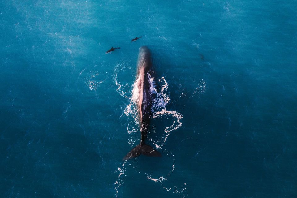 Kaikoura: Premium Whale Watching Flight - Important Information