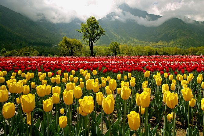 Kashmir Tulip Festival - Cultural Events