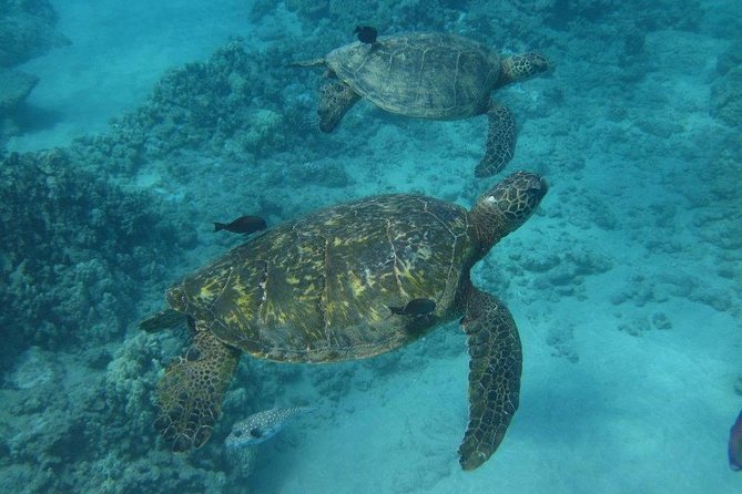 Kawaihae Luxury Snorkel Cruise & Wildlife Watch With Lunch - Cancellation Policy
