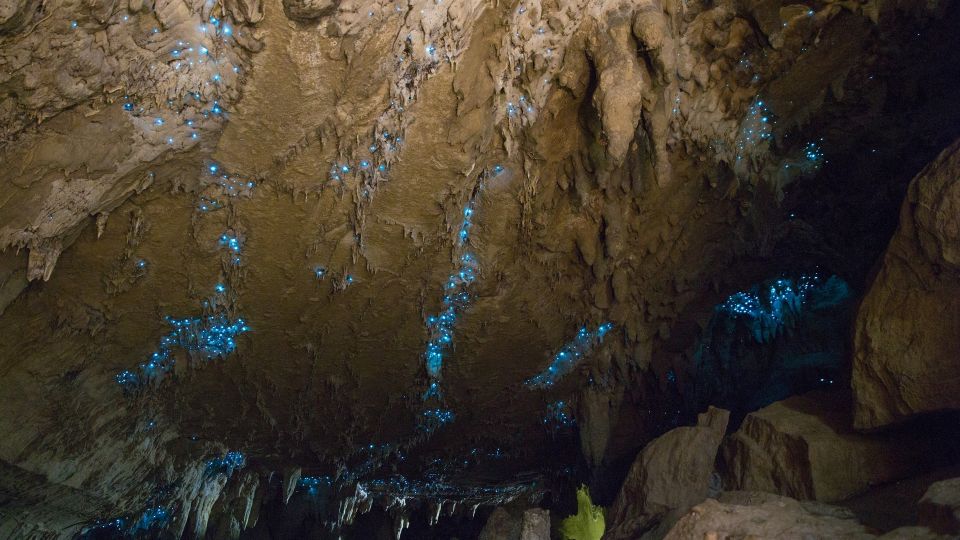 Kawiti Glow Worm Cave Tour & Opua Kauri Forest Walk - Review Summary