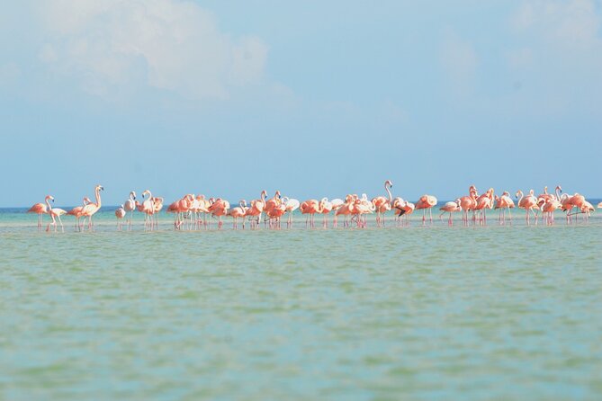 Kayaking Tour Through the Mangroves in Isla Holbox - Customer Reviews