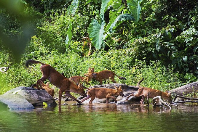 Khao Yai National Park Tour From Bangkok With Thai Cooking Class (Sha Plus) - Common questions