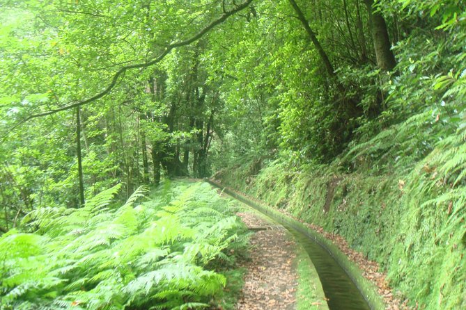 Kings Levada Walk Sao Jorge Native Forest - Cancellation Policy