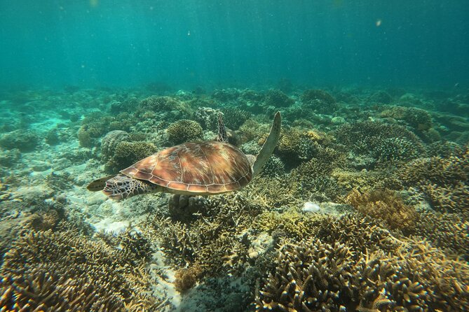 Koh Tao Cliff Jumping Snorkeling Experience - Customer Support