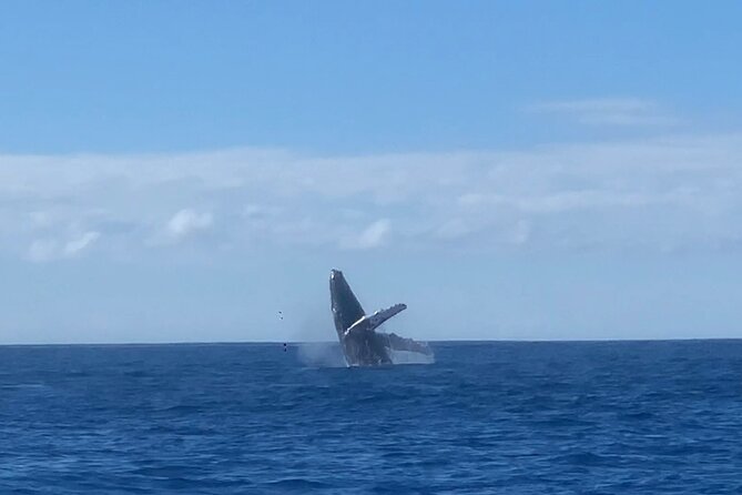 Kona Coast Humpback Whale-Watching Cruise  - Big Island of Hawaii - Small-Group Experience