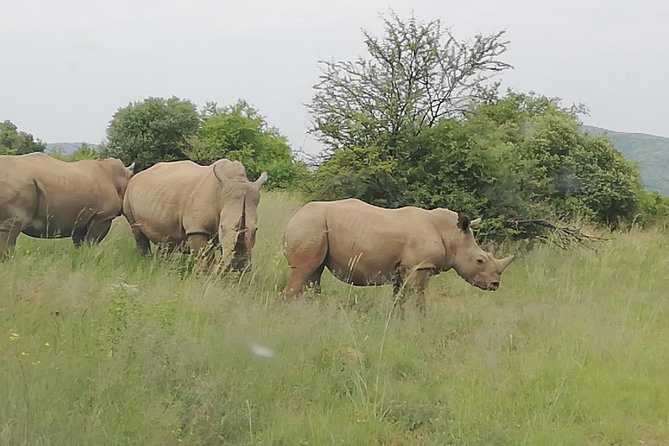 Kruger National Park 3 Days 2 Nights Classic Safari From Johannesburg Private - Common questions