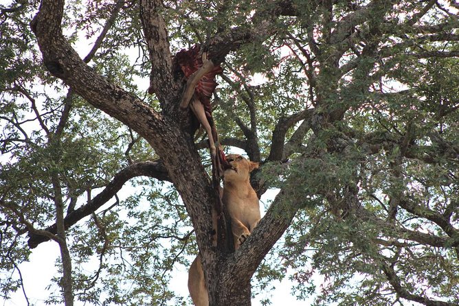 Kruger National Park Afternoon Sunset Safari Tour - Pricing and Booking Details