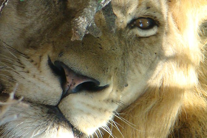 Kruger National Park Private Guided Tour - Private Guide Benefits