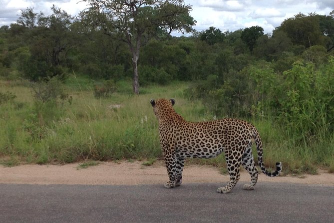 Kruger Park Safari: Guided Day Tour From Nelspruit - Ratings and Recommendations
