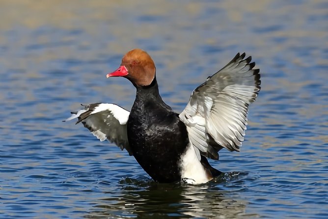 La Mancha Wetland Bird Watching - Conservation Efforts in the Wetlands