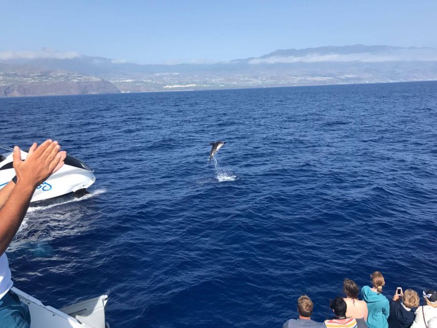 La Palma: Wildlife Viewing and Cumbre Vieja Boat Tour - Full Description