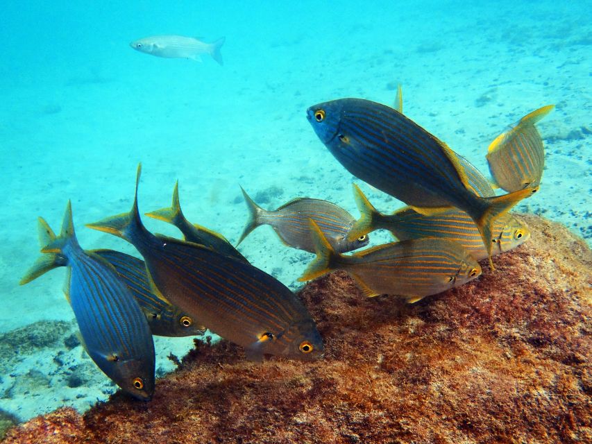 Lanzarote: 2-Dive Package in Playa Blanca - Certified Divers - Customer Reviews