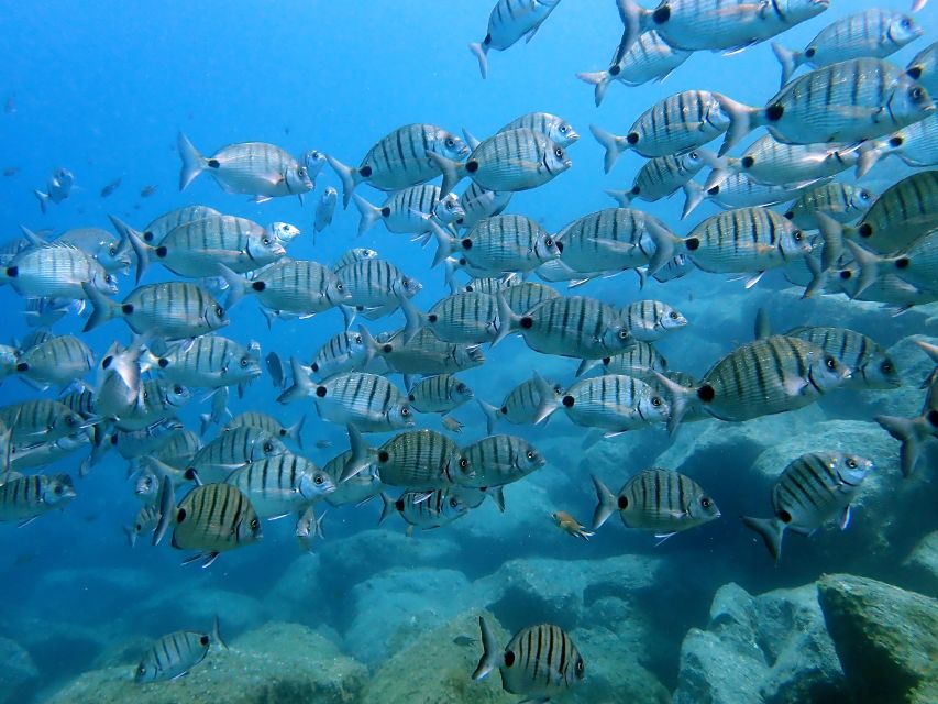 Lanzarote: Beginner Diving Course Costa Teguise (2 Dives) - Diving Experience