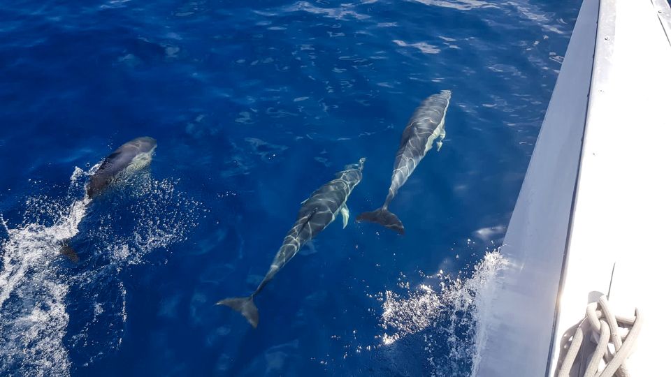 Lanzarote: Dolphin-Watching Sunset Cruise With Transfers - Catering and Pickup Details