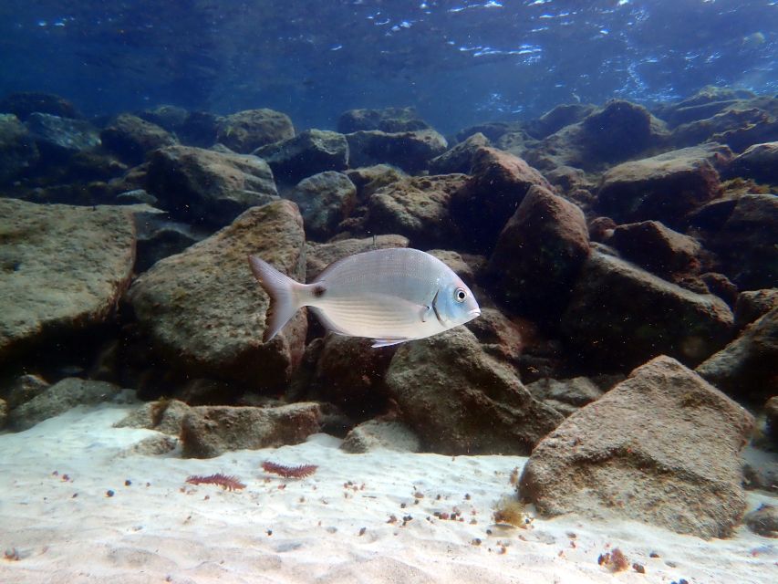 Lanzarote: Small Group Beginner Dive Course Costa Teguise - Instructors Role and Guidance