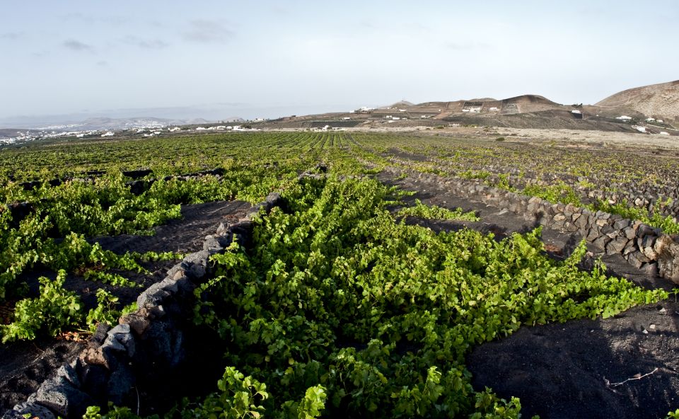Lanzarote: Wine Tasting Tour at El Grifo Bodega - Booking Information