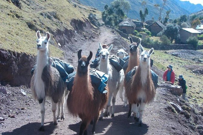 Lares Trek to Machu Picchu: 4-Day Tour - Altitude Tips