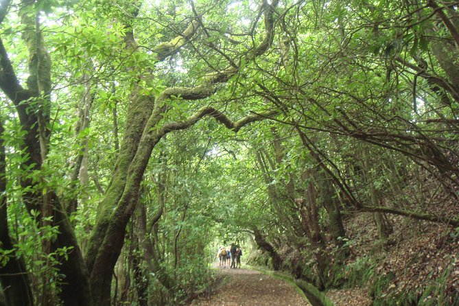 Laurissilva Forest Walk - Visitor Reviews and Recommendations