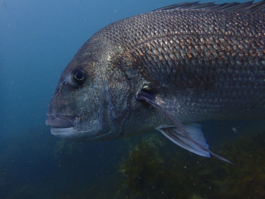 Leigh: Goat Island Guided Diving Tour for Certified Diver - Detailed Description