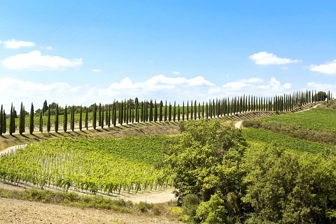 Livorno Shore Excursion: Bolgheri and Supertuscan Private Tour - Cancellation Policy