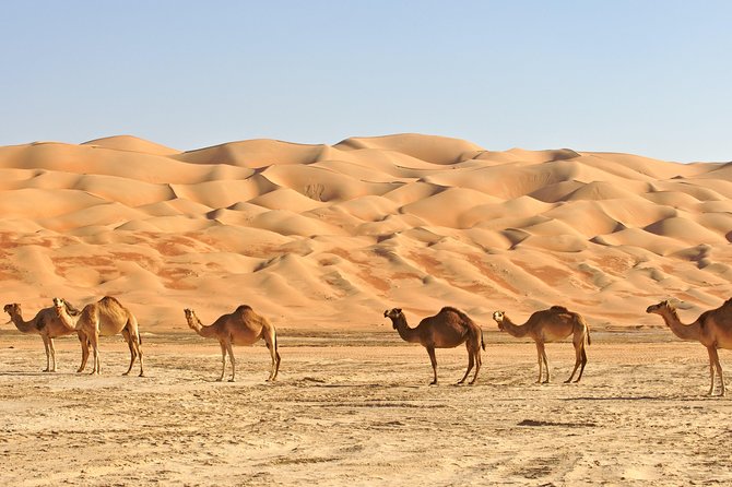 Liwa Oasis Overnight Safari With BBQ Dinner and Breakfast  - Abu Dhabi - Booking and Cancellation Policy
