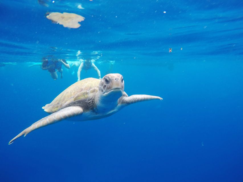 Los Cristianos: Kayak and Snorkel With Turtles - Experience Highlights