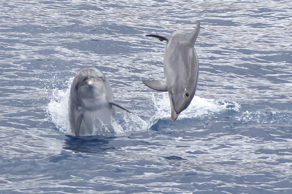 Los Cristianos: No-Chase Whale and Dolphin Cruise - Starting Location Information