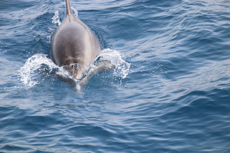 Los Cristianos: Whale-Watching Sailboat Tour and Soft Drinks - Transportation and Pickup Details