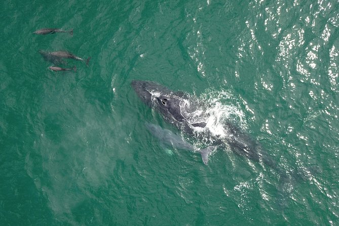 Luxury Catamaran Whale Watching Cabo San Lucas - Logistics and Pricing