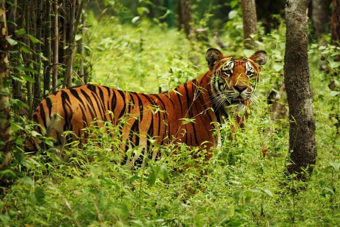 Luxury Chitwan Jungle Safari Tour - Detailed Itinerary Highlights