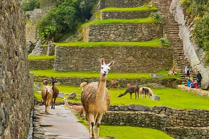 Machu Picchu Day Trip From Ollantaytambo & Urubamba - Booking Information