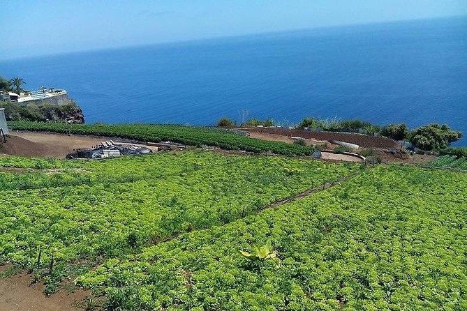 Madeira Farm Tour With Countryside Lunch  - Funchal - Rum Distillery Stop