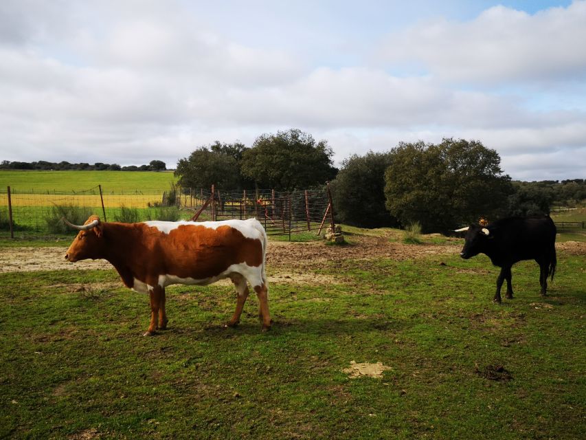 Madrid: Half-Day Bull Breeding Farm Tour - Full Description