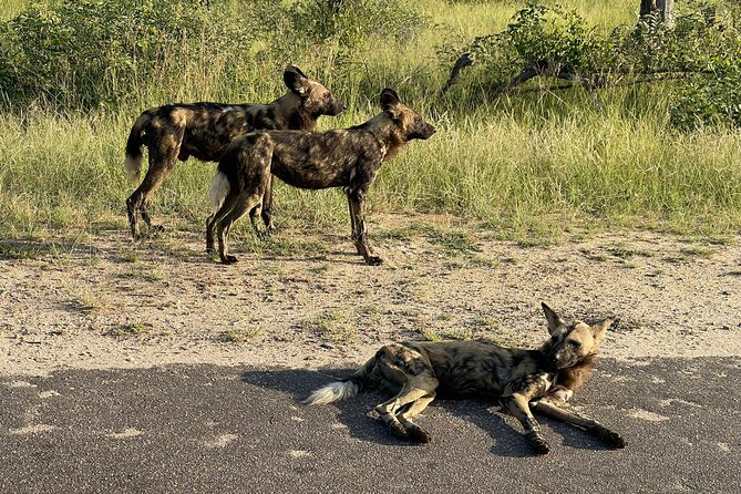 Magical Kruger 4 Day Safari From Johannesburg - Accommodation Details