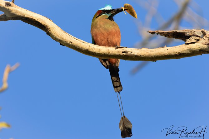 Mahahual and Costa Maya Birdwatching - Cancellation Policy and Weather Considerations