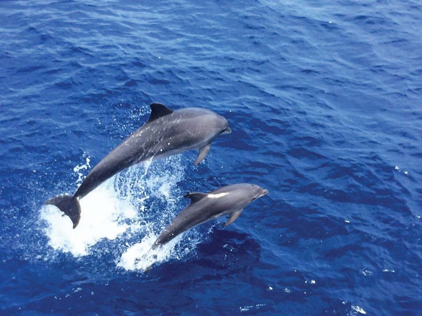Mallorca: 3-Hour Afternoon Dolphin Watching Boat Tour - Inclusions