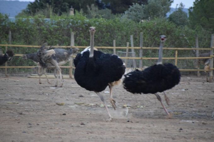 Mallorca: Artestruz - Ostrich Farm Ticket Entrance - Duration, Languages, and Audio Guide