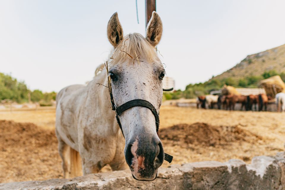 Mallorca: Mountain Horse Riding Experience W/ Brunch Option - Detailed Experience Description