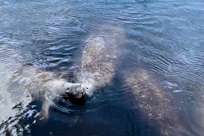 Manatee, Dolphin, and 10,000 Islands Eco Beach Tour by Boat - Ending and Cancellation Policy