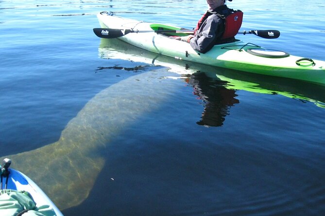 Manatee Kayak Encounter - Kayaking Adventure in Homosassa