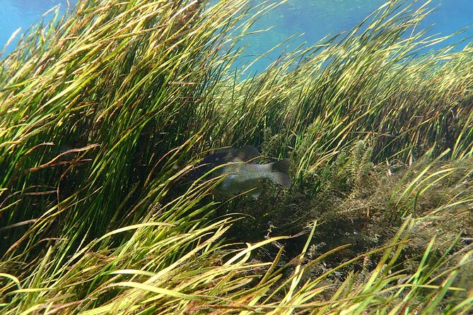 Manatees and Rainbow River by SCUBA or Snorkel - Cancellation Policy