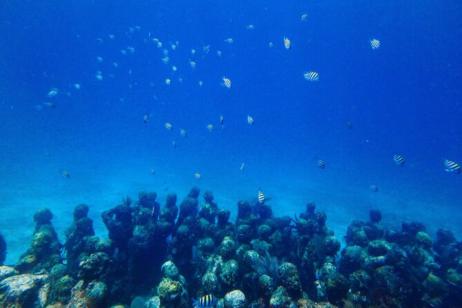 Manchones Reef, MUSA Snorkeling Experience From Isla Mujeres - Traveler Expectations