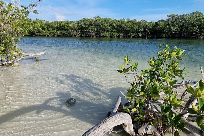 Mangrove and Lagoon Speed Boat Tour - On-Water Experience Highlights