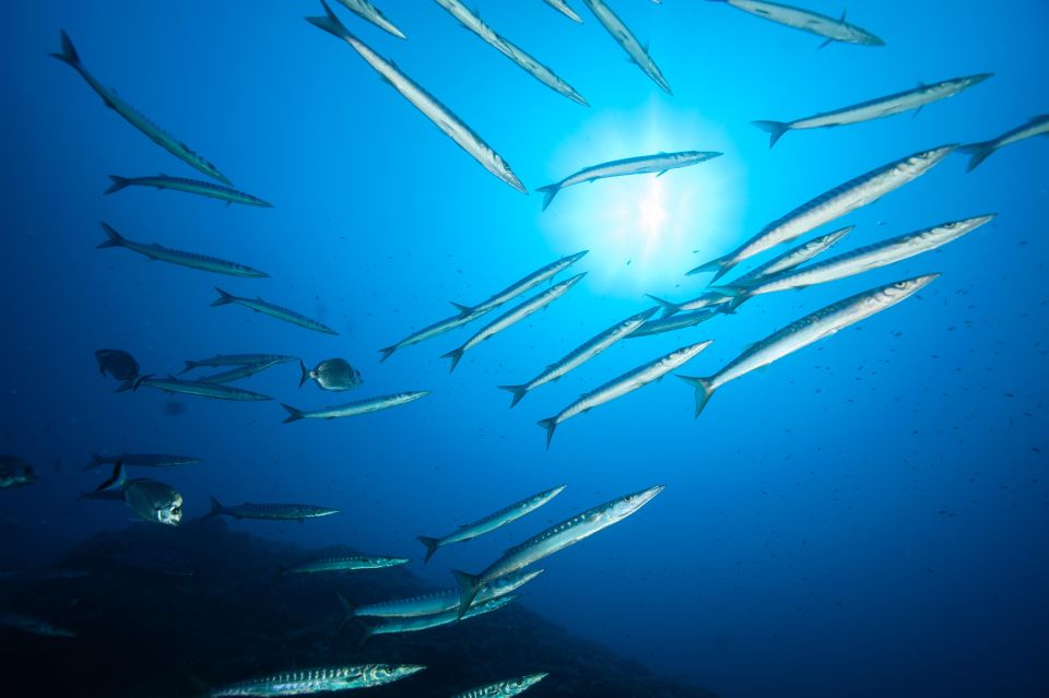 MARINA DI CAMPO: DIVING ON THE ISLAND OF ELBA AND PIANOSA - Booking Information