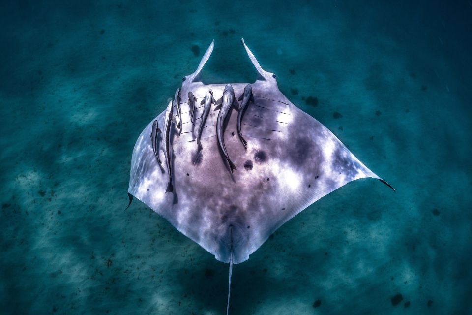 Marine Eco Safari - Swim With Manta Rays - Full Description of the Experience