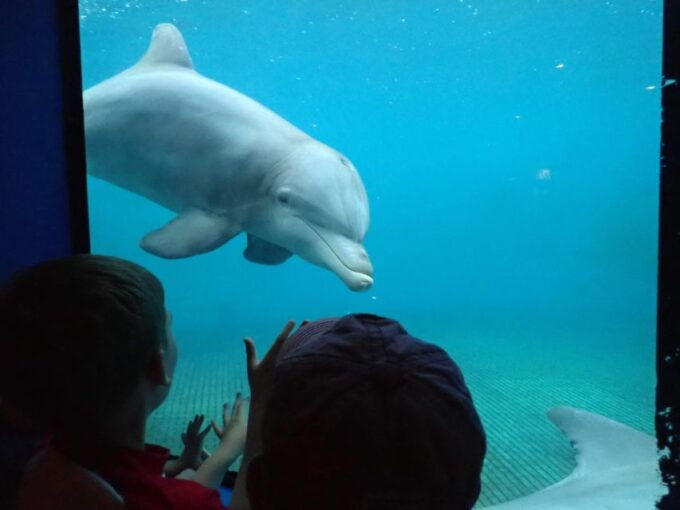 Marineland Dolphin Adventure, St. Augustine, Florida - Book Tickets & Tours - Unique Experiences With Dolphins